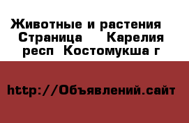  Животные и растения - Страница 2 . Карелия респ.,Костомукша г.